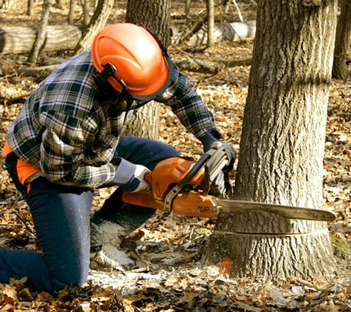 Tree Removal in Winchester, KS